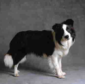 collie4 collie4