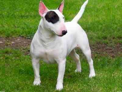 bullterrier