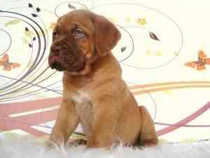 dogo cachorrro