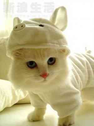 gatito