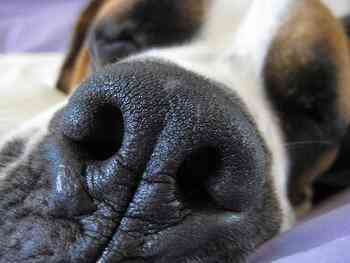 nariz perro2
