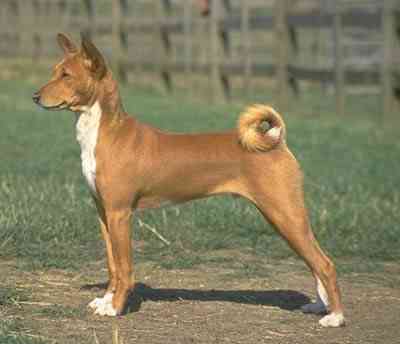 basenji32