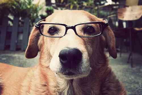 Perro inteligente