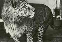leopon