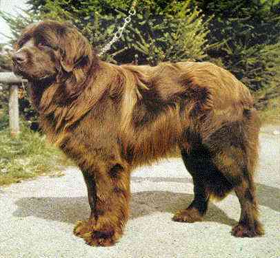 perro terranova