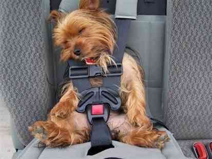 viajar con perros1