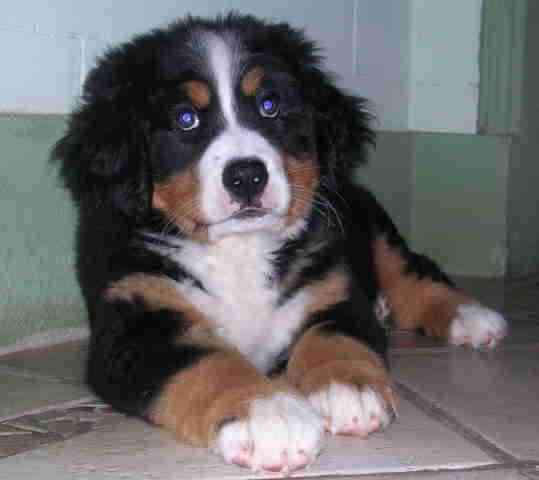 cachorro boyero de berna