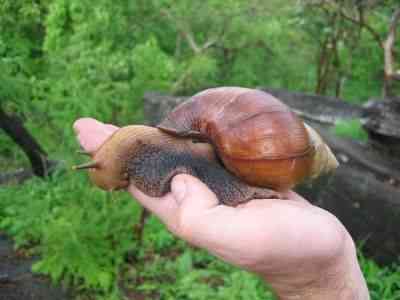caracolgiganteafricano