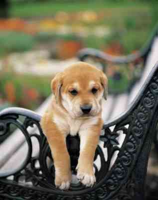 perro1