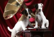 perros1