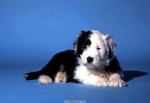 perros61