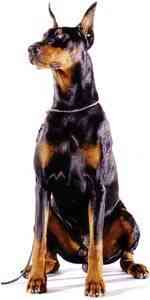 perro4
