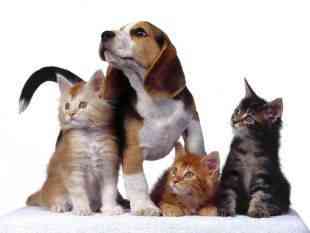 mascotas