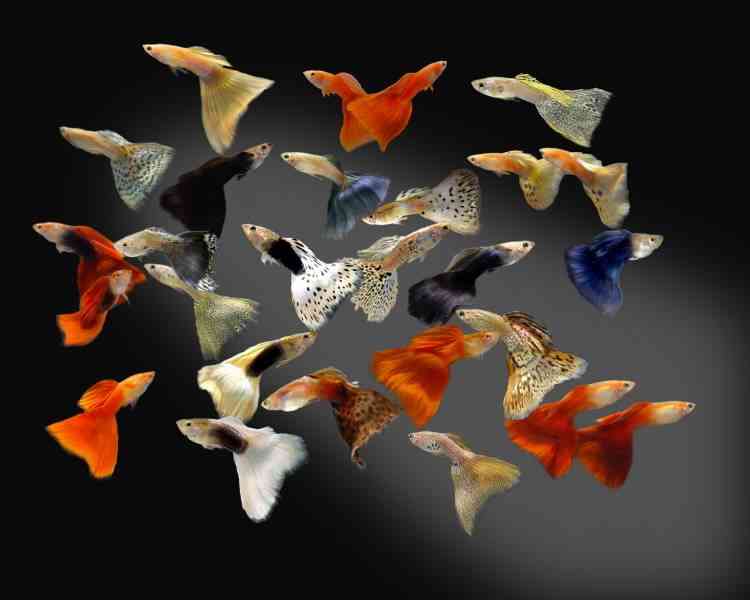 guppy