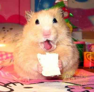 hamster comiendo