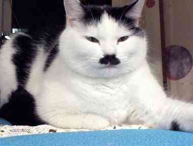 gato hitler 03