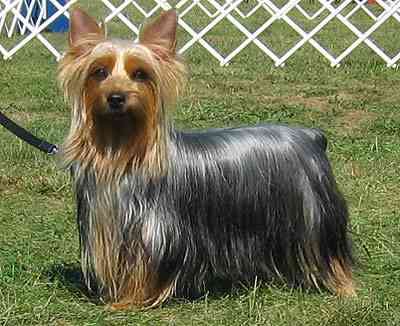 silky terrier