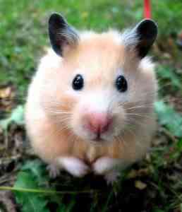 hamster close up