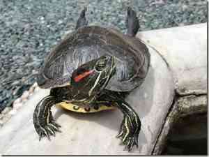 tortoise1 cepolina thumb