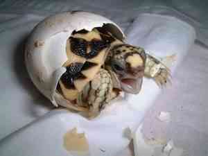 nacimiento tortuga huevos caparazon