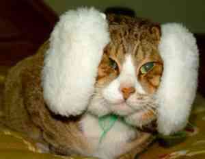 cold cat