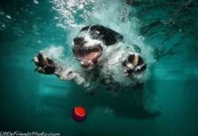 perros 7