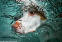 perros 8