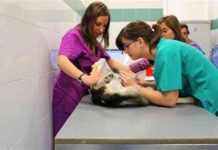 grado-veterinaria-uch-ceu-1