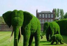 jardin-increible-plantas