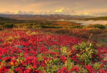 fondos_pantalla_gratis (38)