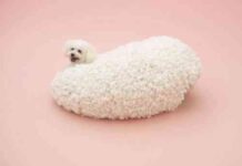 Accesorios para mascotas (500×200)