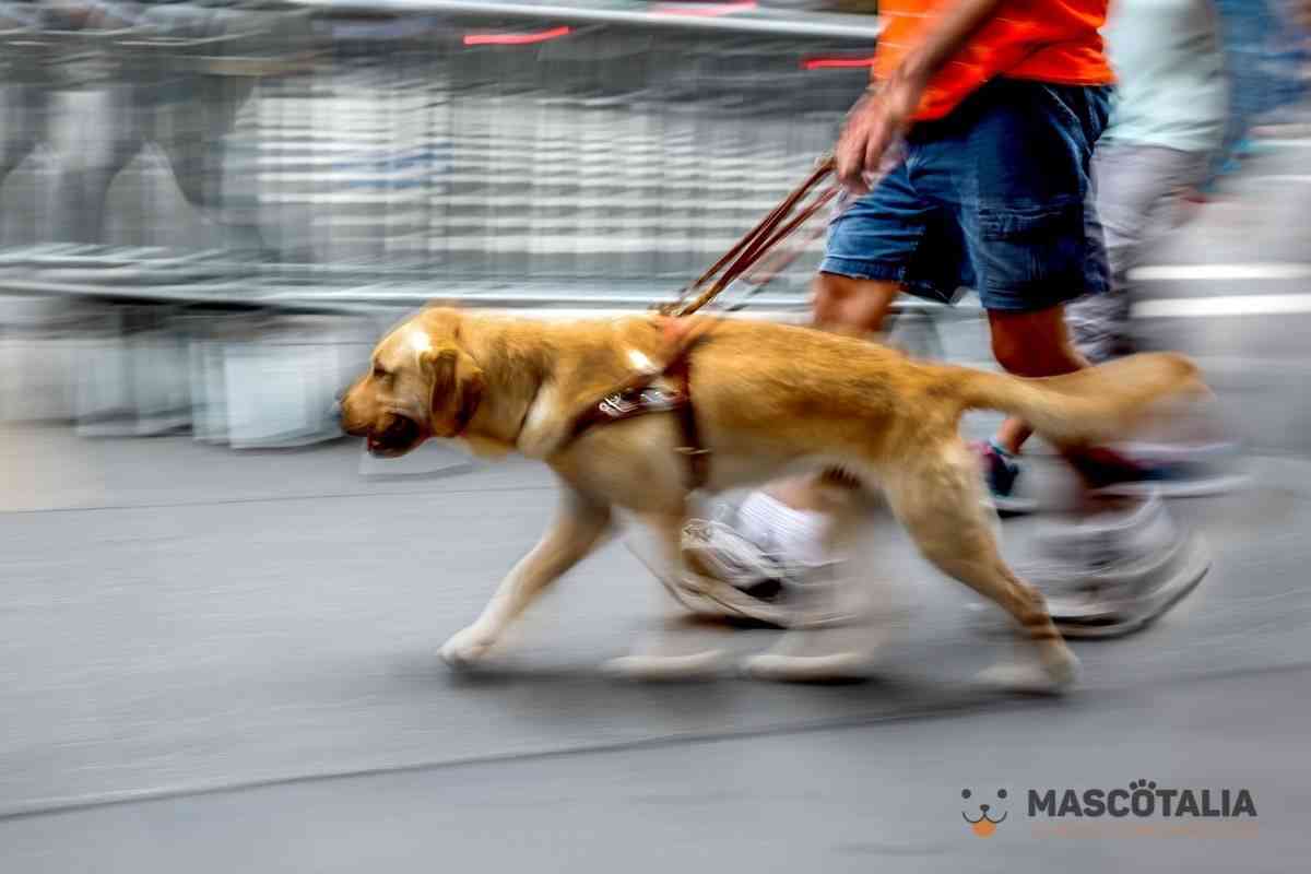 perro guia perro asistencia a ciegos