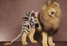 Cortes cabello mascotas 2