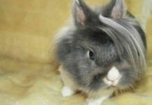 Cortes cabello mascotas 3