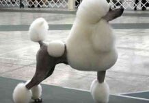 Cortes cabello mascotas 4