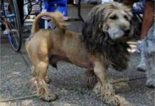 Cortes cabello mascotas 5