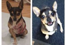 Trio Animal Foundation 2