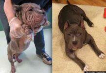 Trio Animal Foundation 3