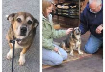 Trio Animal Foundation 5