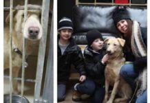 Trio Animal Foundation 7