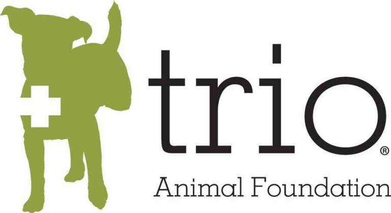 Cómo el amor transforma a los perros abandonados