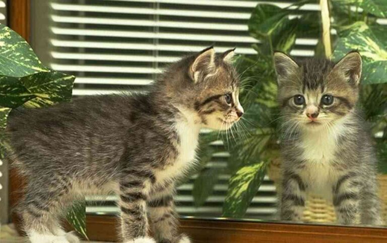 ¿Por qué los gatos se pelean con su reflejo?