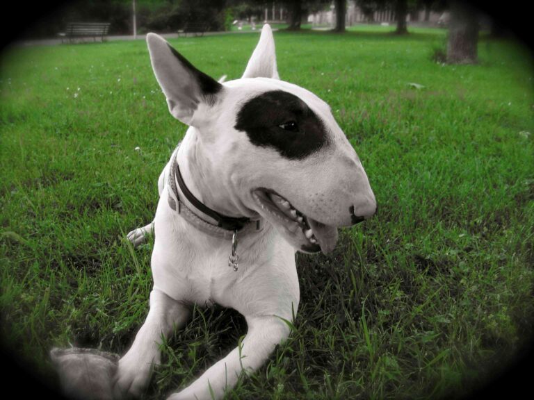 Los Terrier se ponen de moda