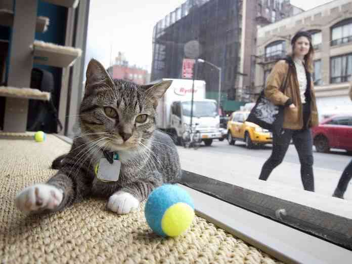 Cat Café Nueva York