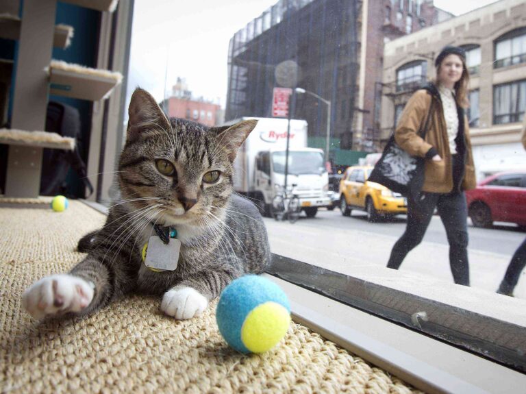 Abren el primer café para gatos de Nueva York