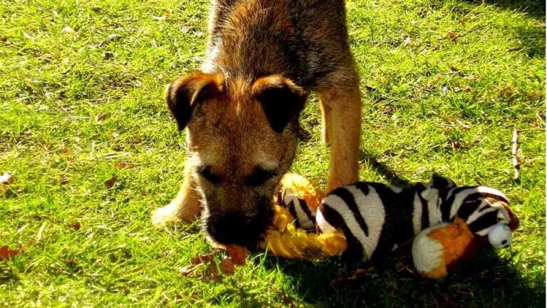 ¿Cómo limpio los accesorios de mi mascota?