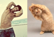 Los gatos más sexies del mundo 1