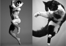 Los gatos más sexies del mundo 10