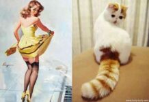 Los gatos más sexies del mundo 12