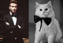 Los gatos más sexies del mundo 13